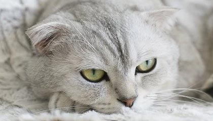 爱游戏综合娱乐-德国自由泳中距离表现亮眼，德国1500米自由泳