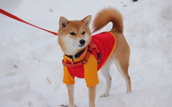 爱游戏中国官方网站平台-“法甲超级对决，豪门争夺冠军宝座”，法甲对标