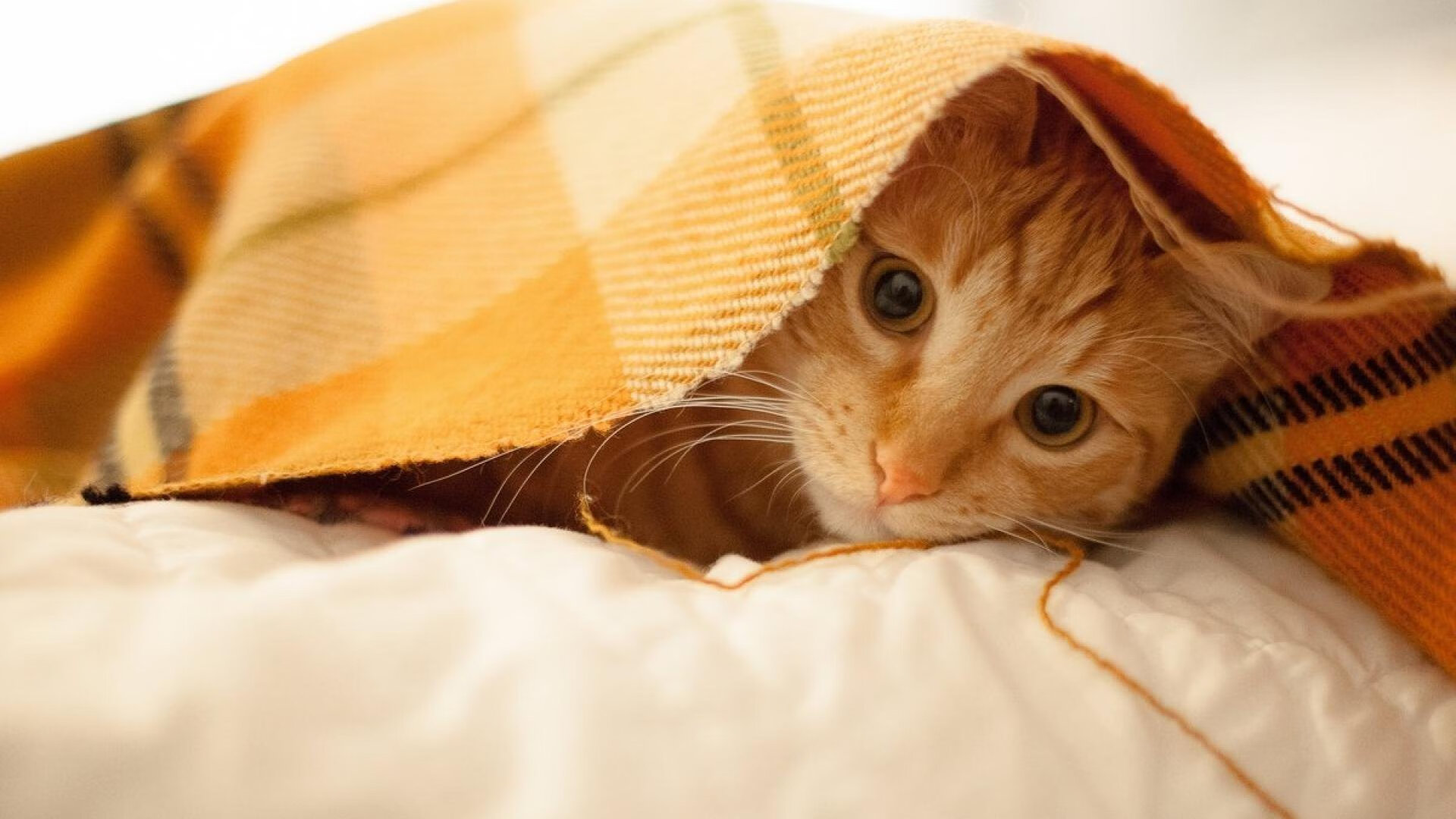 “科技创新引领棒球运动迎来新的标准与规范”，棒球专项训练