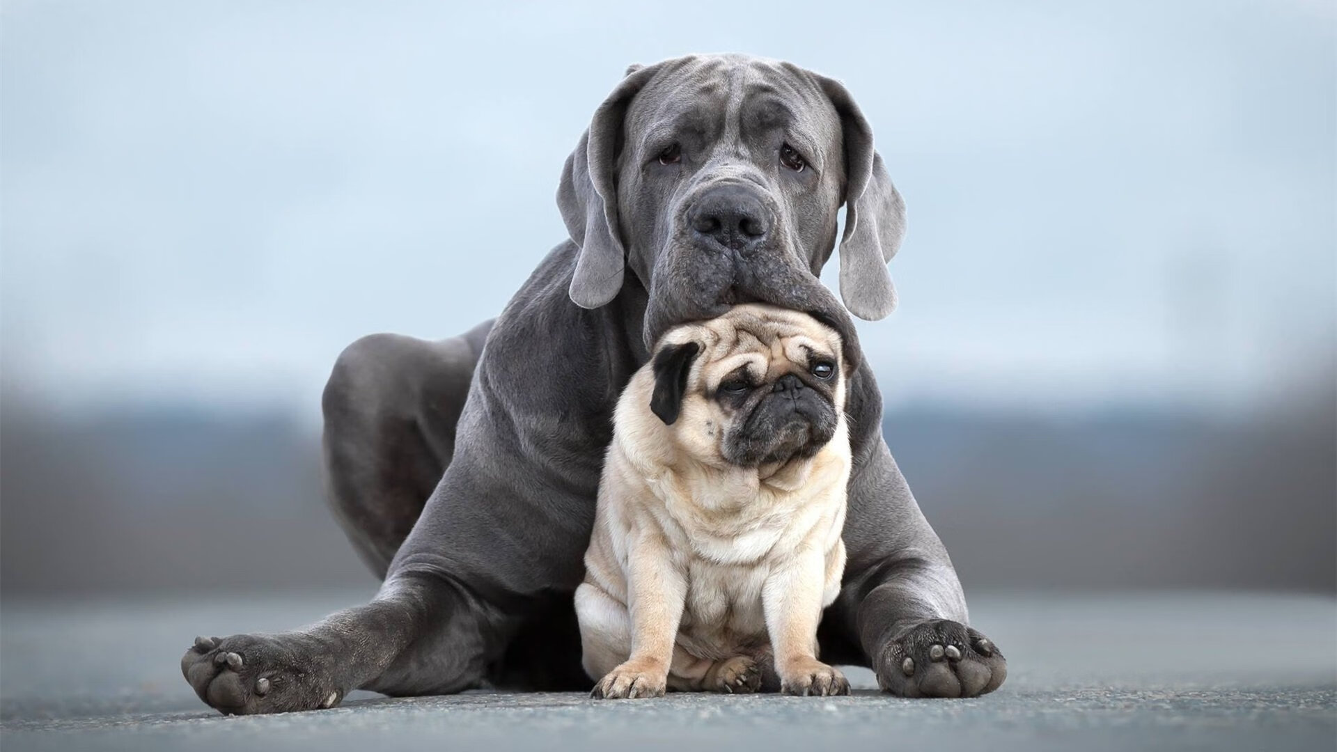 “法甲实力悬殊,场面火爆引人关注”,法甲强队实力分析