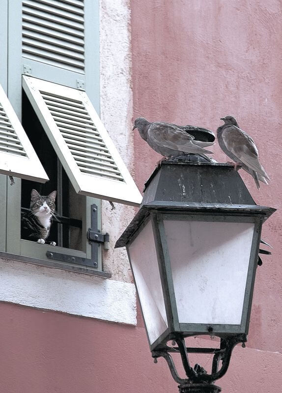 “联盟最萌球星:场外趣味瞬间大放送”,联盟十大球星