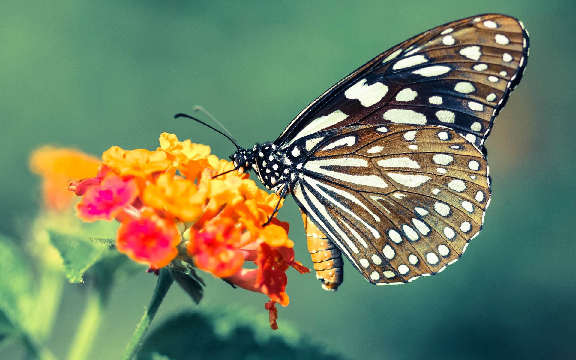 “泥泞冲刺:雨后赛道上的疯狂追逐”,雨后泥泞的路
