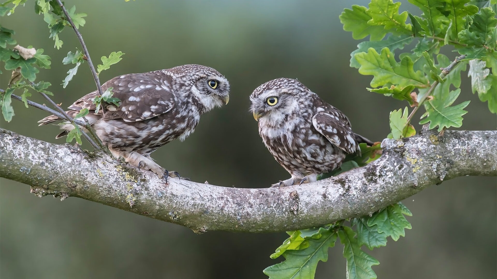 久违的冠军归属:那些难以忘怀的欧冠荣耀,欧冠冠军价值