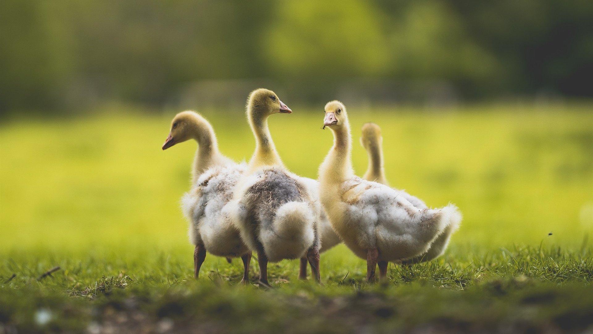 伊朗队后卫佩雷斯在巴黎奥运会上表现出色,伊朗足球运动员