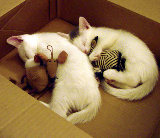 社会责任:联盟明星的公益故事温暖全场,明星公益事件