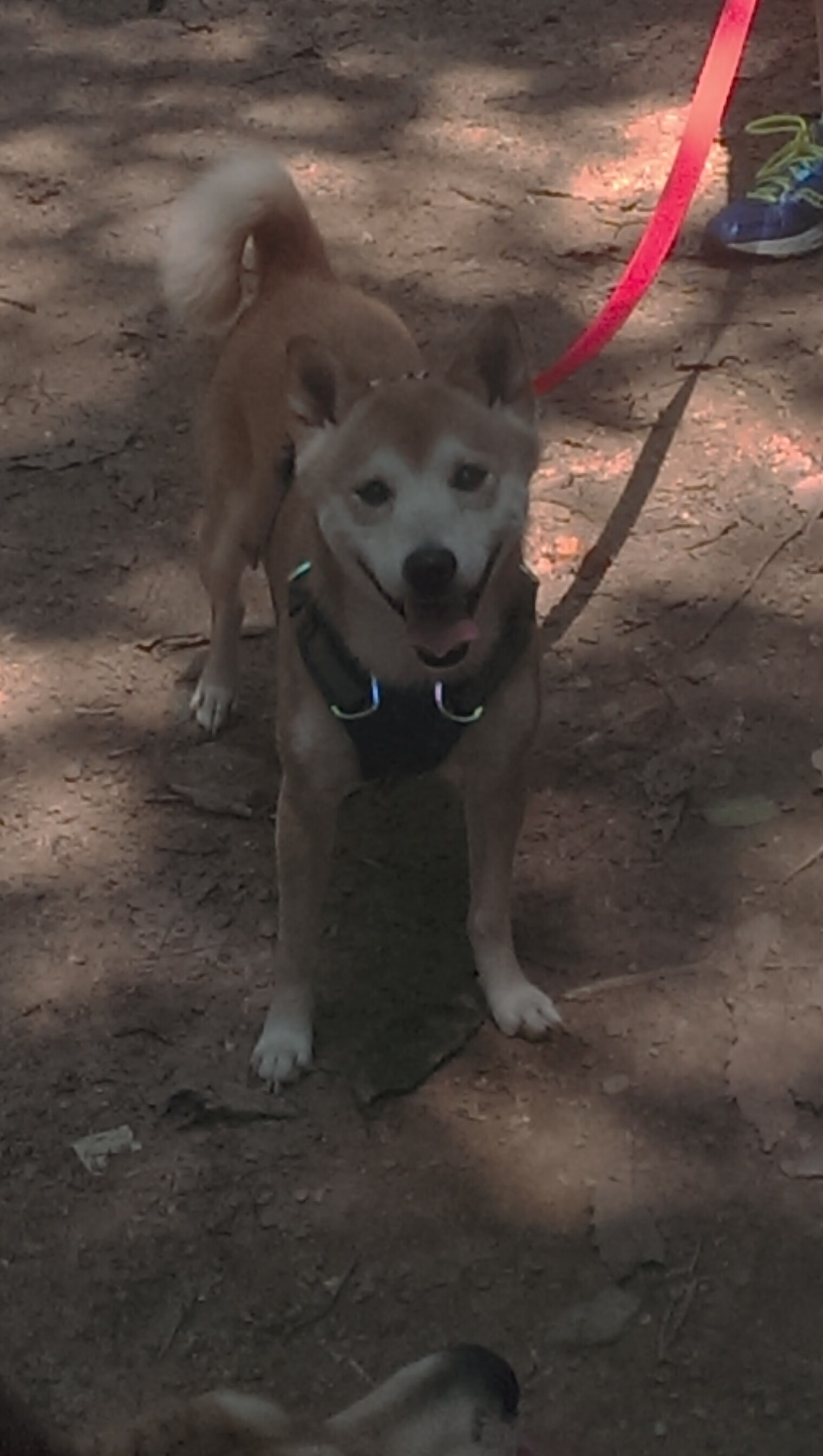 英格兰边路组合打爆对手防线,英格兰主打阵型