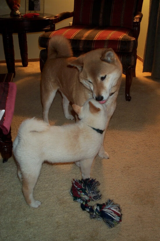 雄鹿主场球票被秒空,场均上座率联盟前五,雄鹿队球场