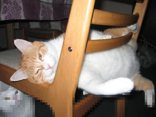 雄鹿主场球票被秒空,场均上座率联盟前五,雄鹿队球场