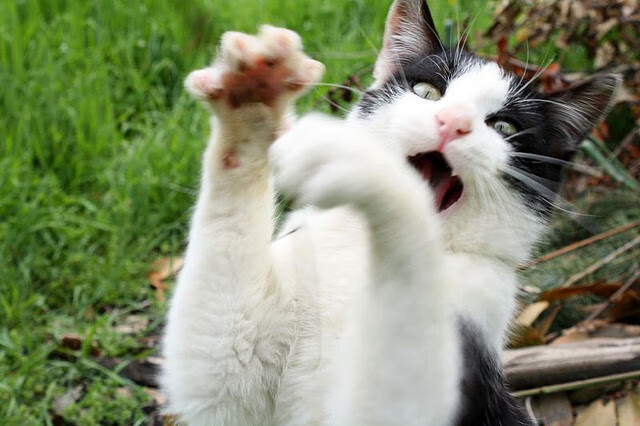 乌克兰炮手梅开二度,助球队取胜,乌克兰梅总