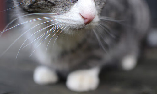 爱游戏娱乐平台-克罗地亚队在巴黎奥运会手球比赛中表现出色，赢得多场比赛，克罗地亚国家队赞助