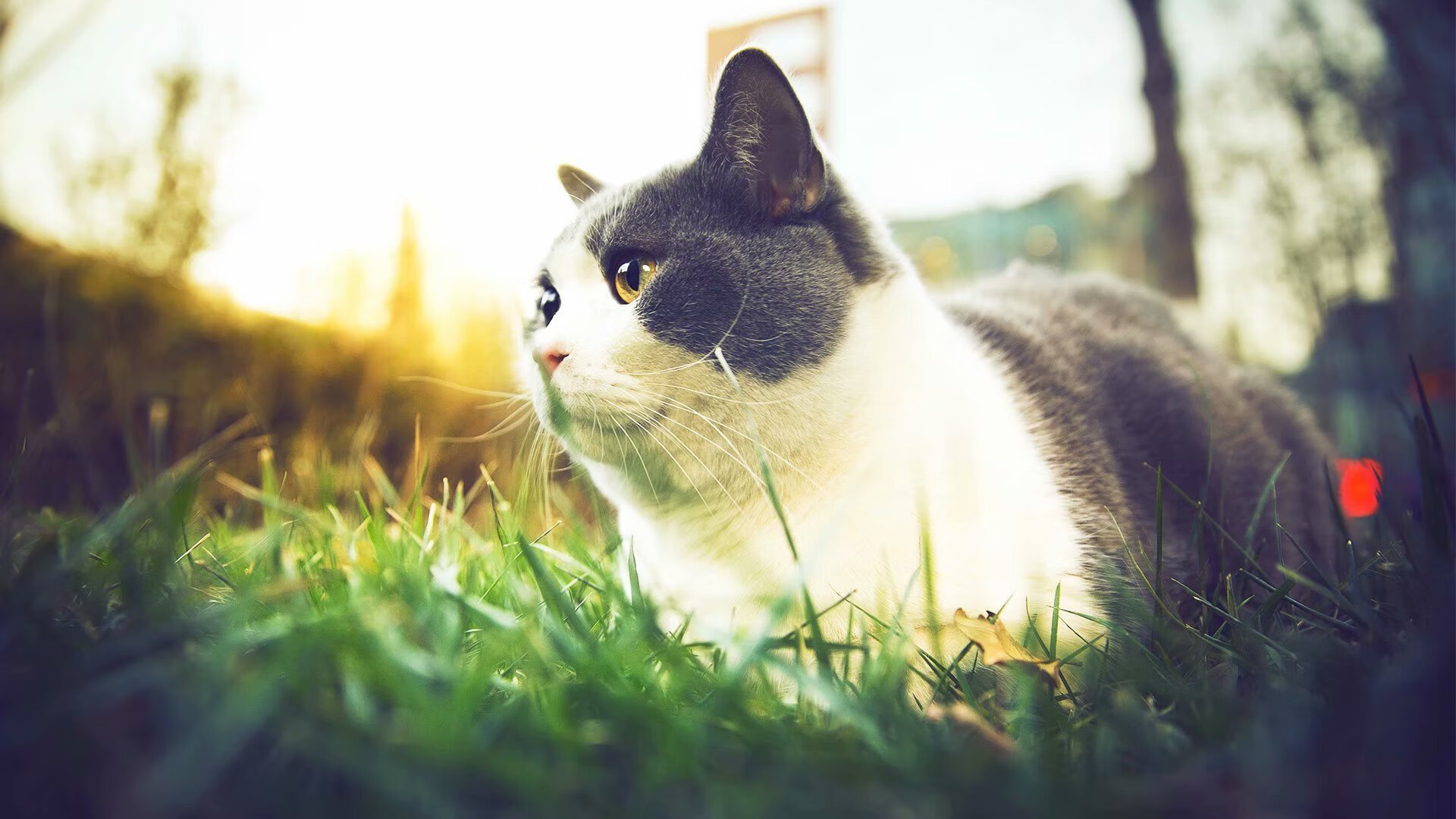 凯尔特人绝杀掘金,系列赛焦点战中塔图姆创下生涯新高,凯尔特人塔图姆超清壁纸