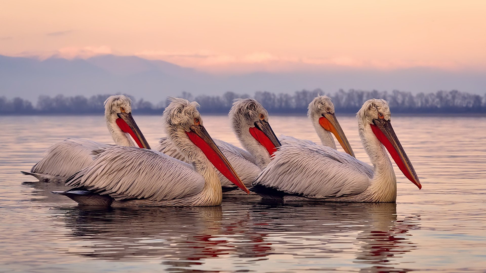 掘金击败雷霆,关键一役中约基奇完成三双,掘金官推晒约基奇训练照_控球中锋