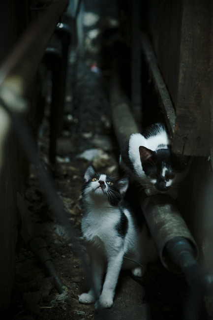 是否应开设足球家庭教育指导平台,足球训练对学生和家长的要求