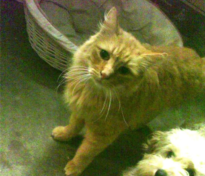 沃尔夫斯堡豪取胜利，领先对手积分，沃尔夫斯堡吧