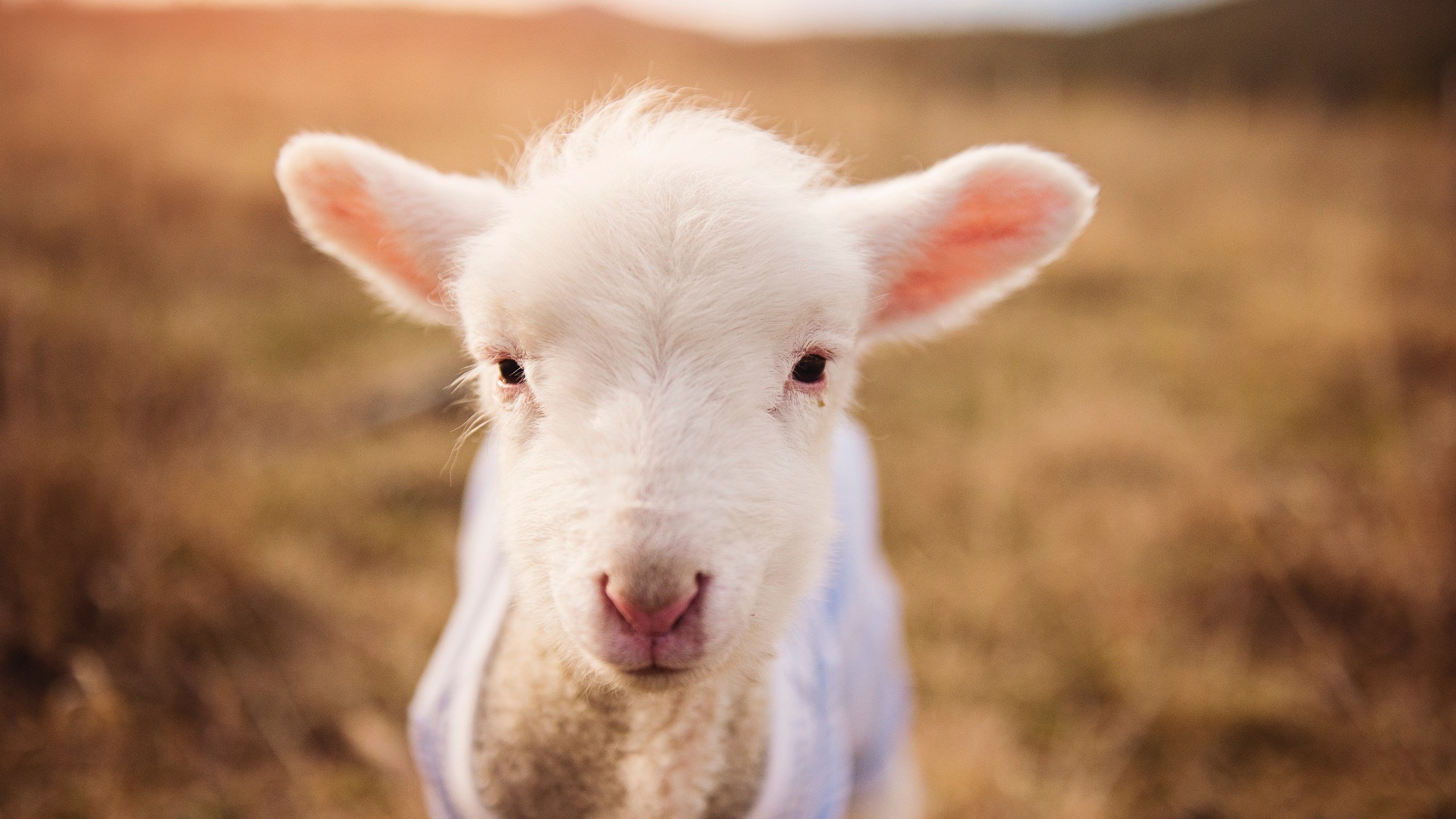 篮球运动员心理健康管理,篮球运动员心理素质