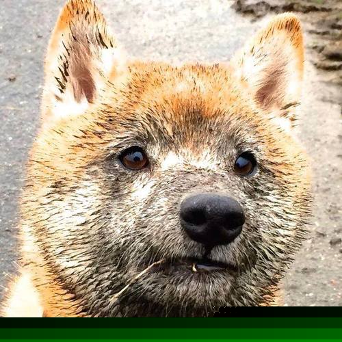 米卢斯主场取胜,提振冲击球队士气,米卢执教战绩