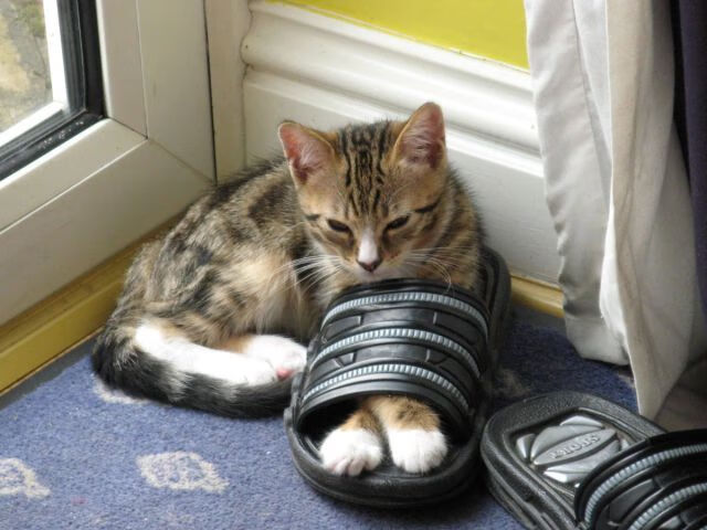 维达德卡萨布兰卡在国内联赛中稳居前四，卡萨布兰卡 视频