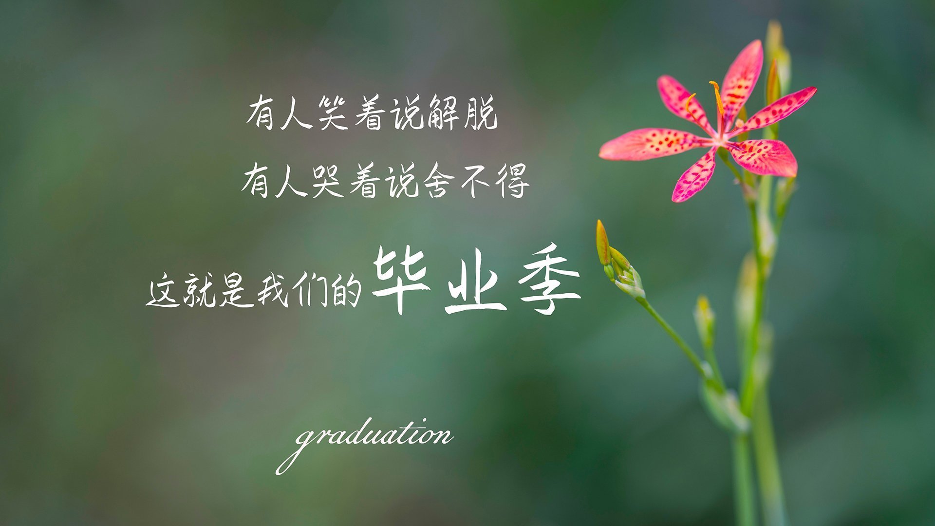 里尔主场大胜安格斯,领先优势巩固,里尔主场叫什么