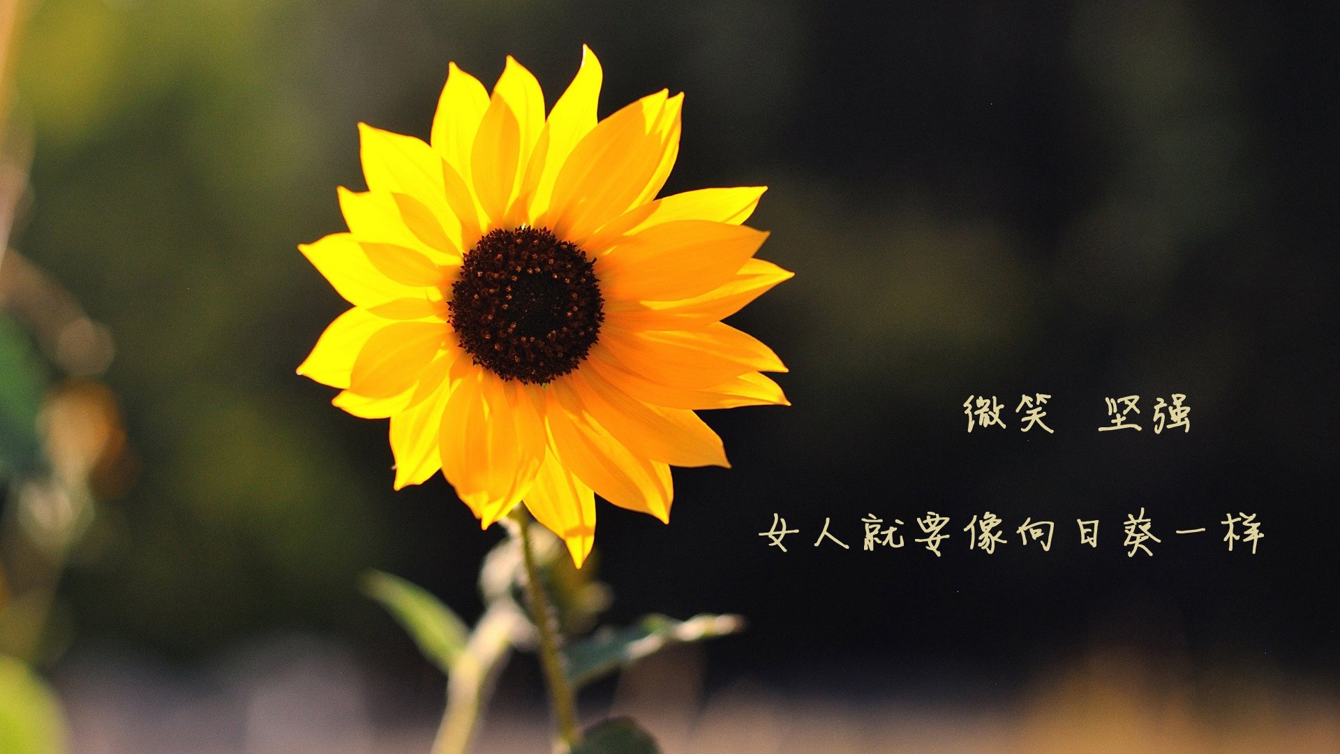 意甲VAR系统语义模型提升争议判罚处理效率，意甲var使用规则