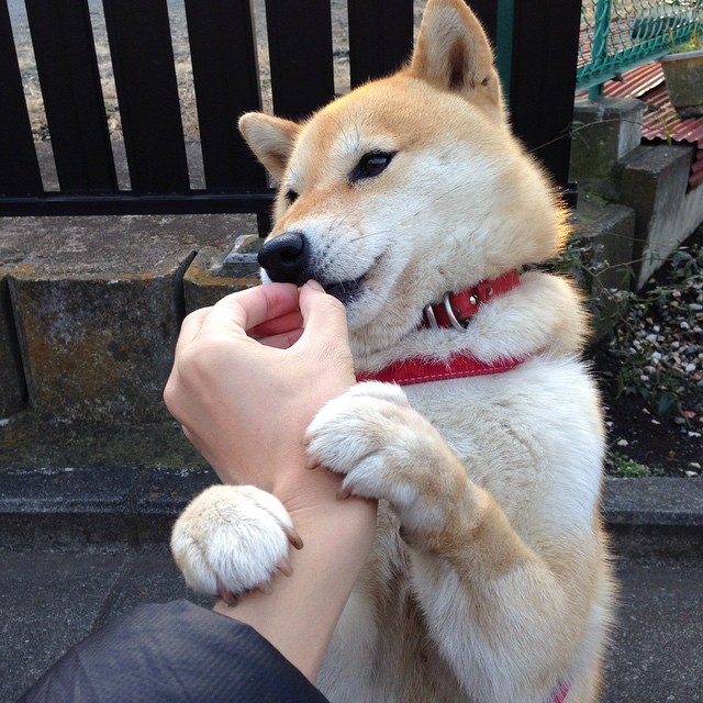 篮球专项技能训练标准体系建设,篮球专项训练方法和手段