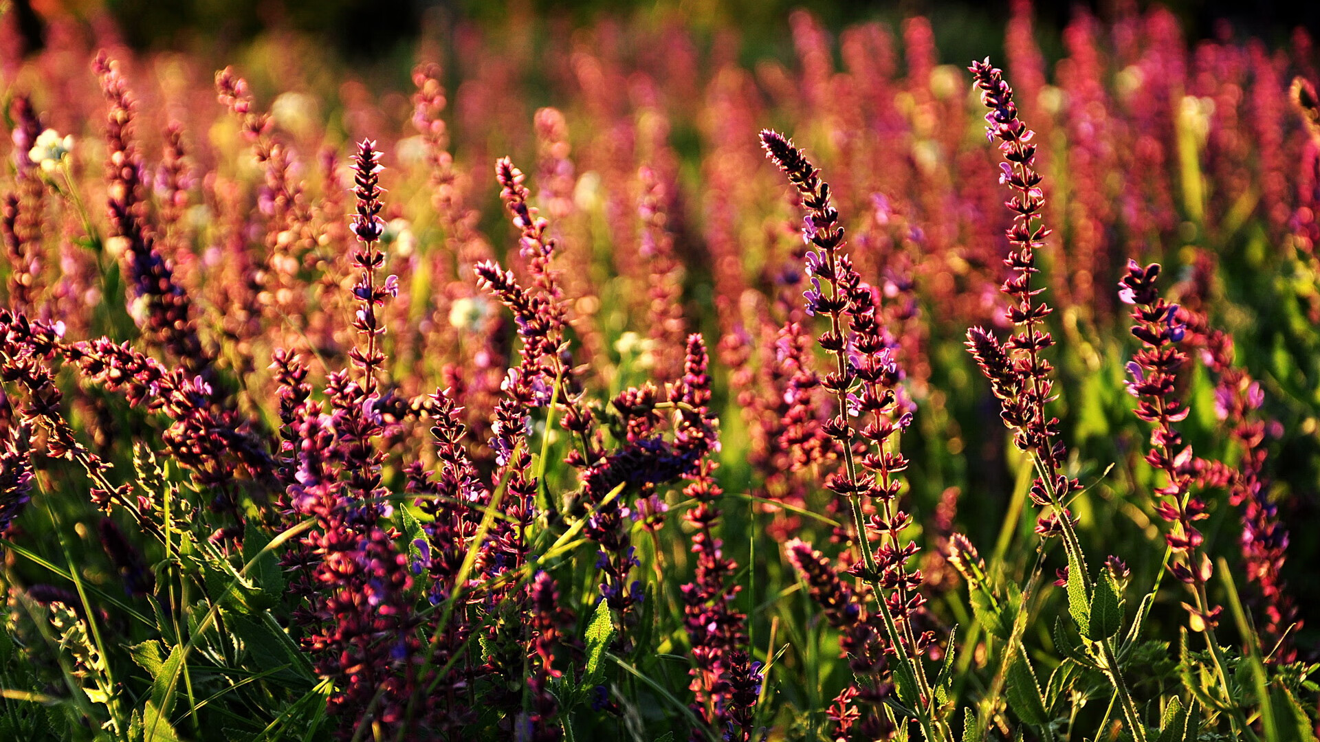 爱游戏娱乐-法甲青训心理训练促进压力下技术动作学习的实证研究，法甲青训最好的球队