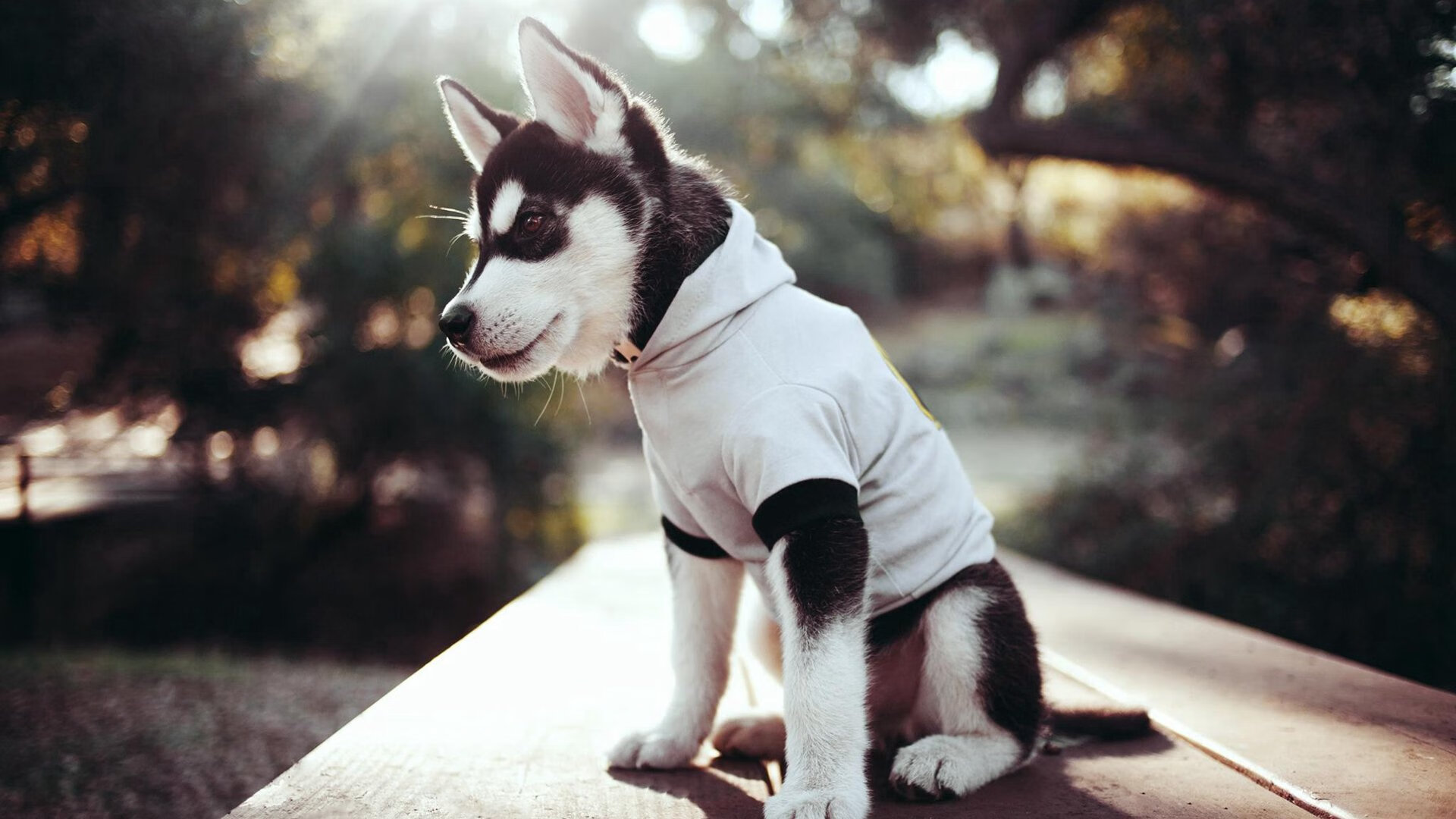 英超裁判语义模型在多语境下提升判罚准确性，英超联赛裁判