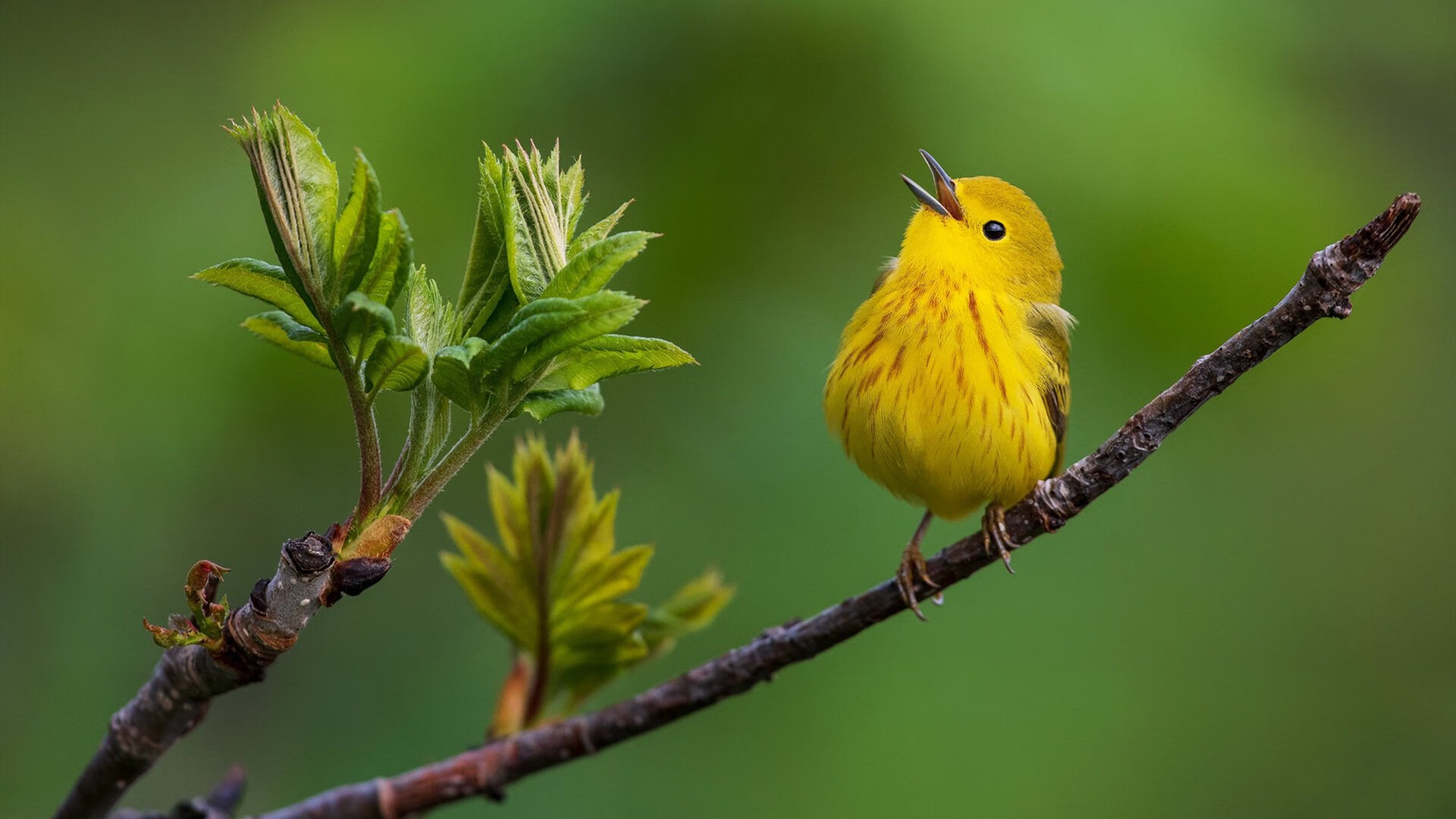 中国三人篮球男队提升防守效率，中国三人篮球队员