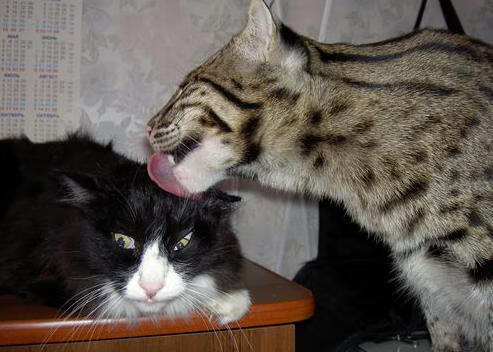 最奇葩战术失误集锦,奇葩中的战斗机图片