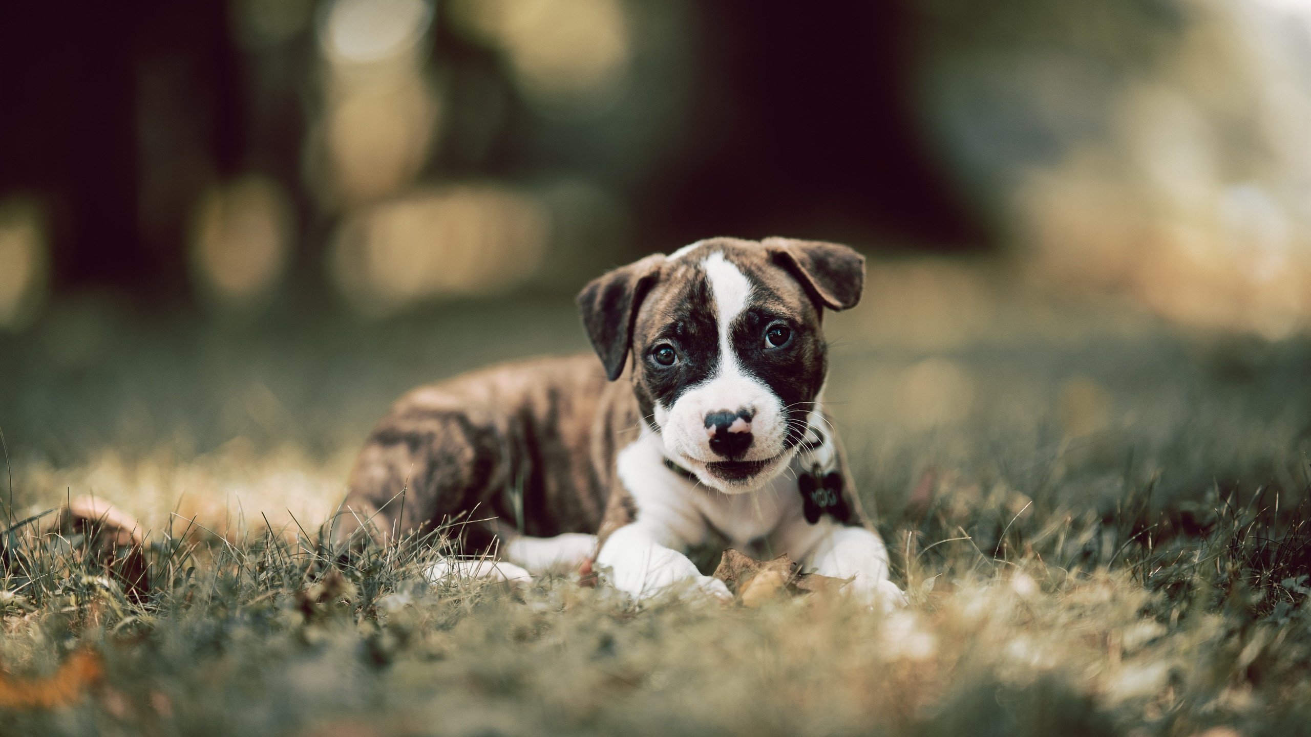 “马科斯·梅特罗:阿根廷美洲狮队的后防英雄,未来再创辉煌”