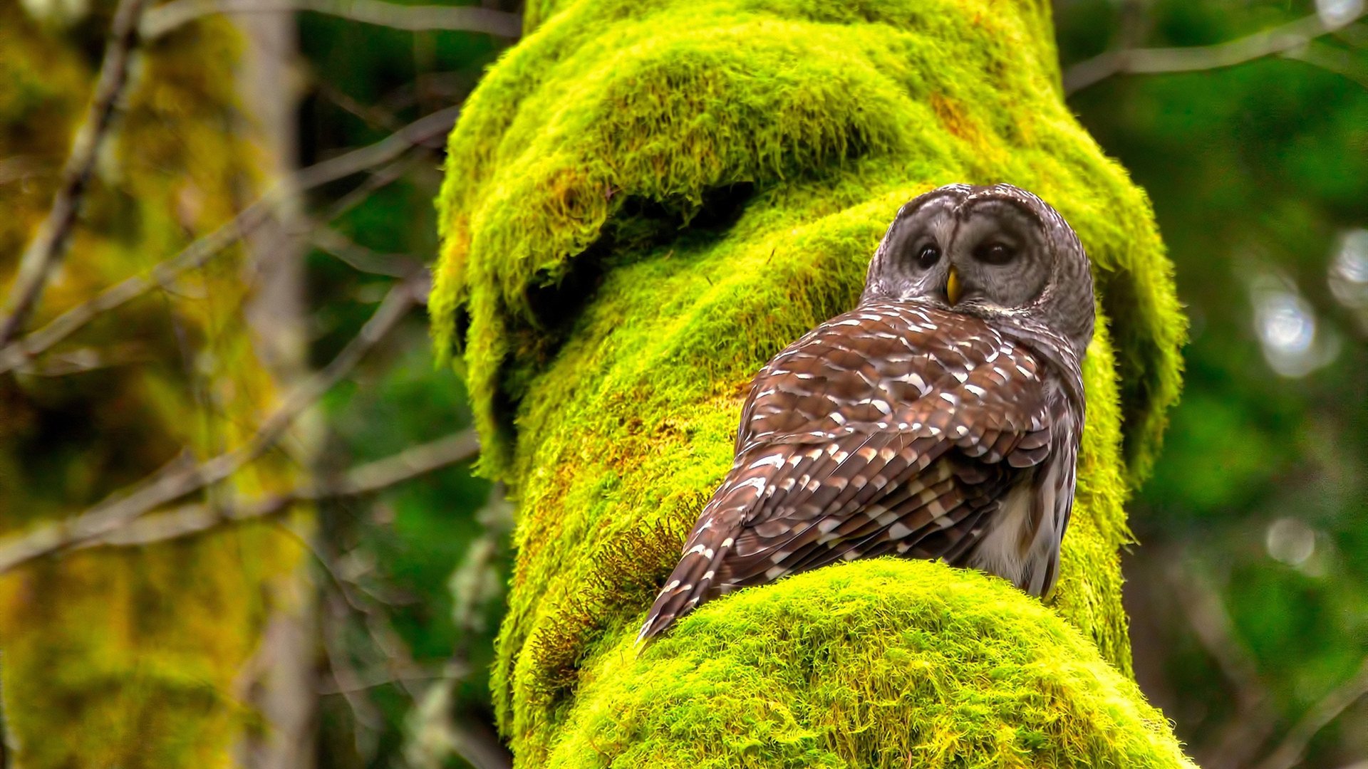 男子篮球注重低位技术培养增强内线统治力,篮球低位在哪个位置