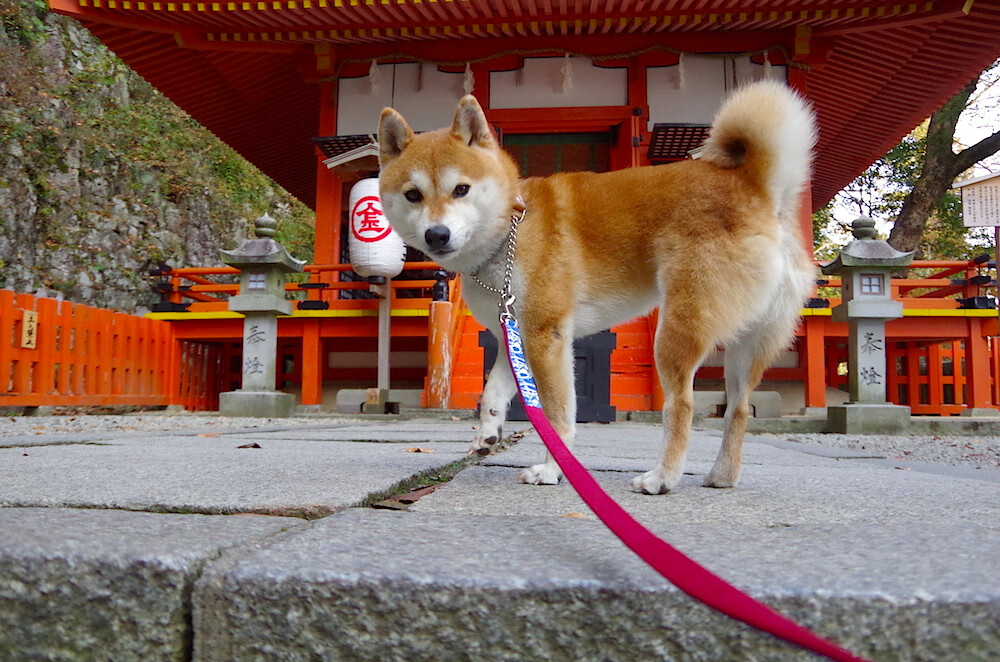爱游戏 电竞-职业联赛赛程调整优化观赛体验兼顾球员恢复周期，职业联赛俱乐部
