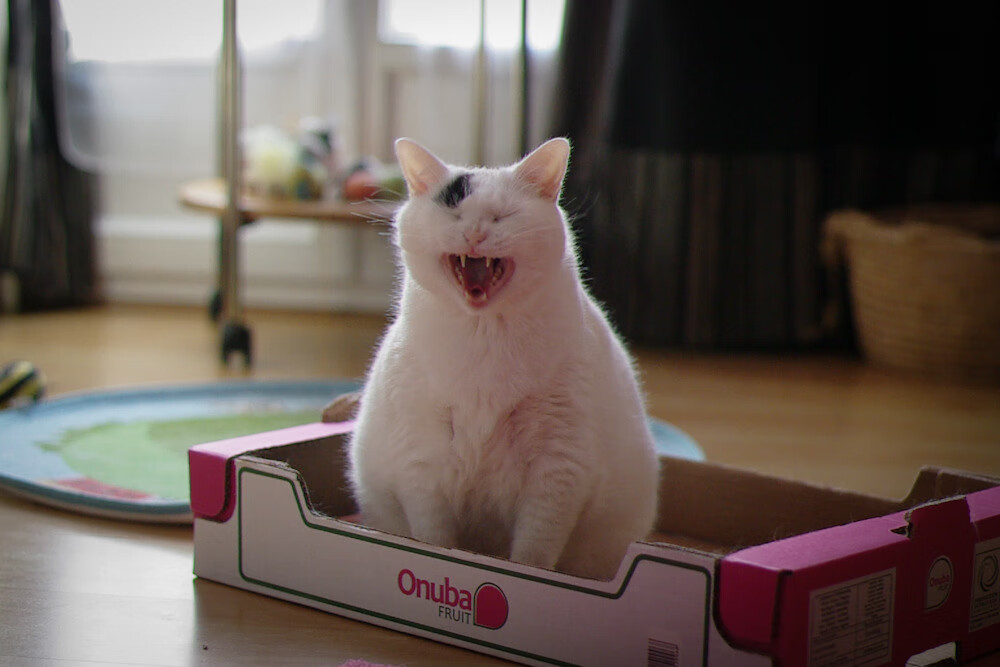 职业联赛赛程调整优化观赛体验兼顾球员恢复周期,职业联赛俱乐部