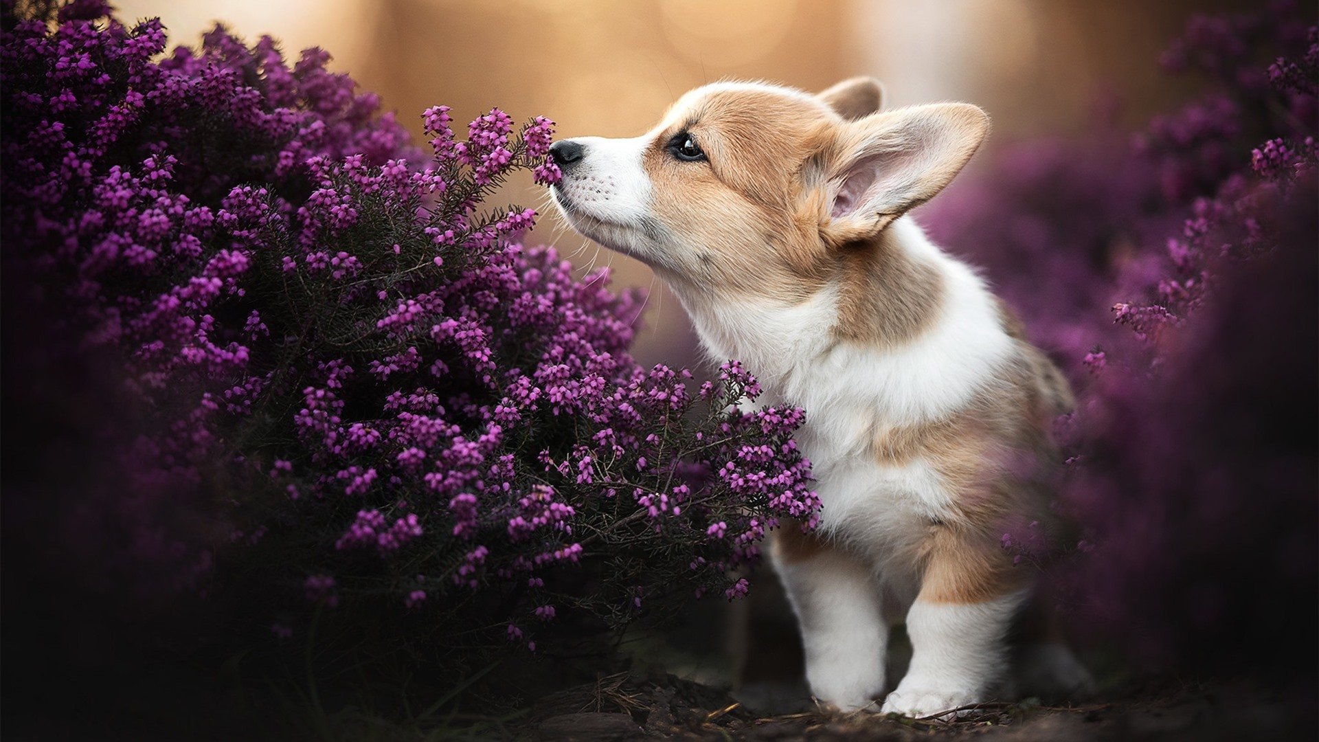 隆戈:从草根到传奇,乔纳·隆戈成为全黑队不朽的符号,隆戈莱斯陈酿干红