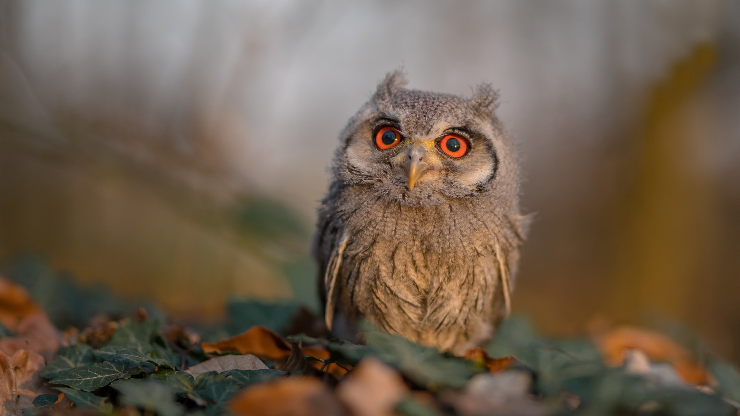 高校篮球队备战全国联赛训练安排科学体能战术兼顾,学院篮球联赛